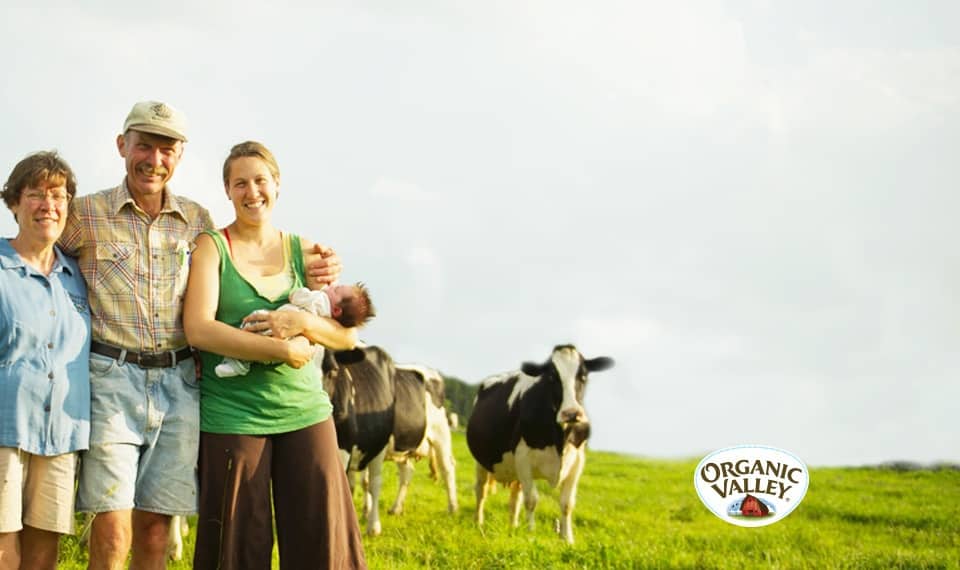 Stonyfield Organic Uses Organic Valley Co-op Stonyfield Organic uses Organic Valley Co-op for their yogurts.