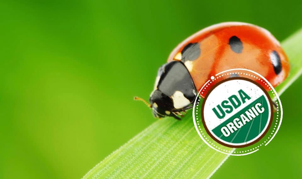 Ladyburgs in Organic Farming Ladybugs in Organic Farming