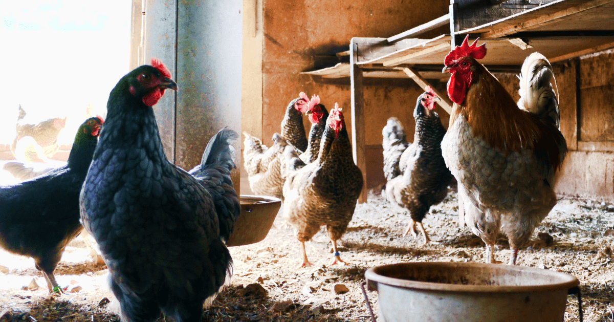 3 Facts About Free Range Chickens And Eggs a Musing Foodie