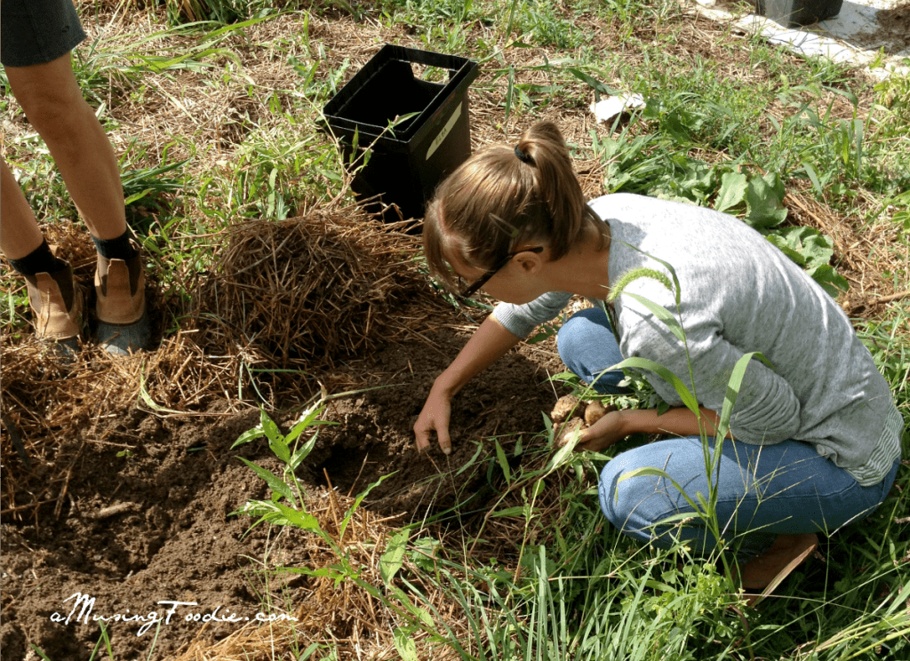 Voles eating organic potatoes