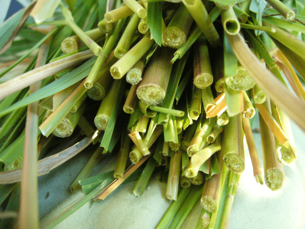 lemongrass