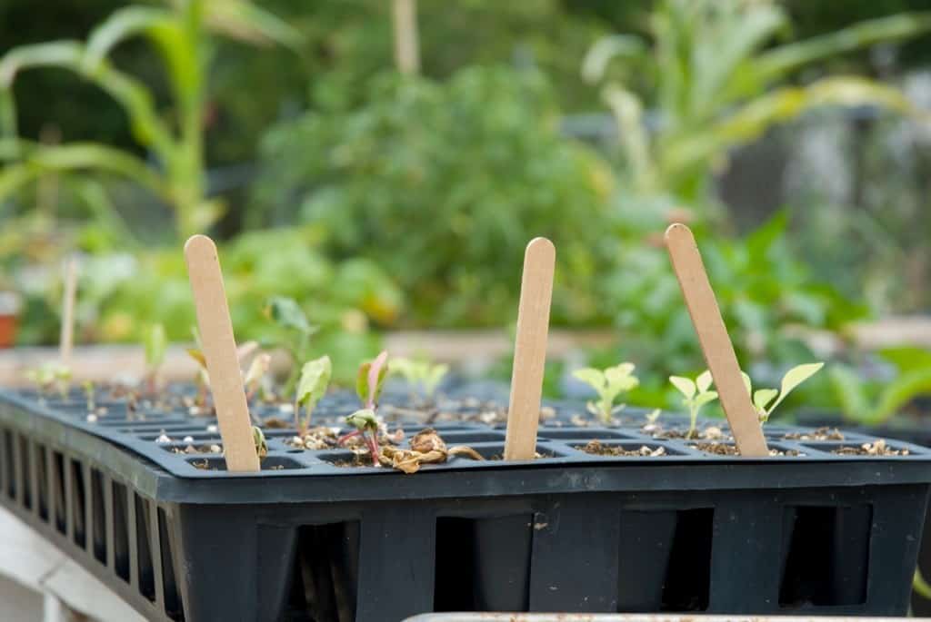 Popsicle Nostalgia: gardening sticks!