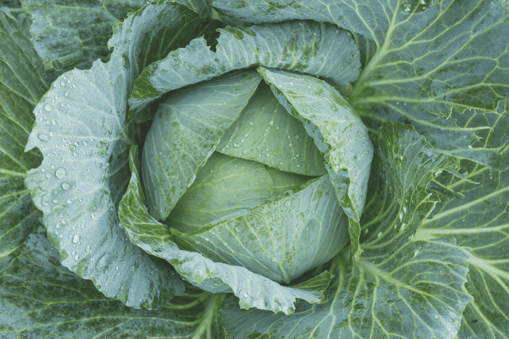 These New Year's recipes and foods, like cabbage, are sure to bring you good luck!