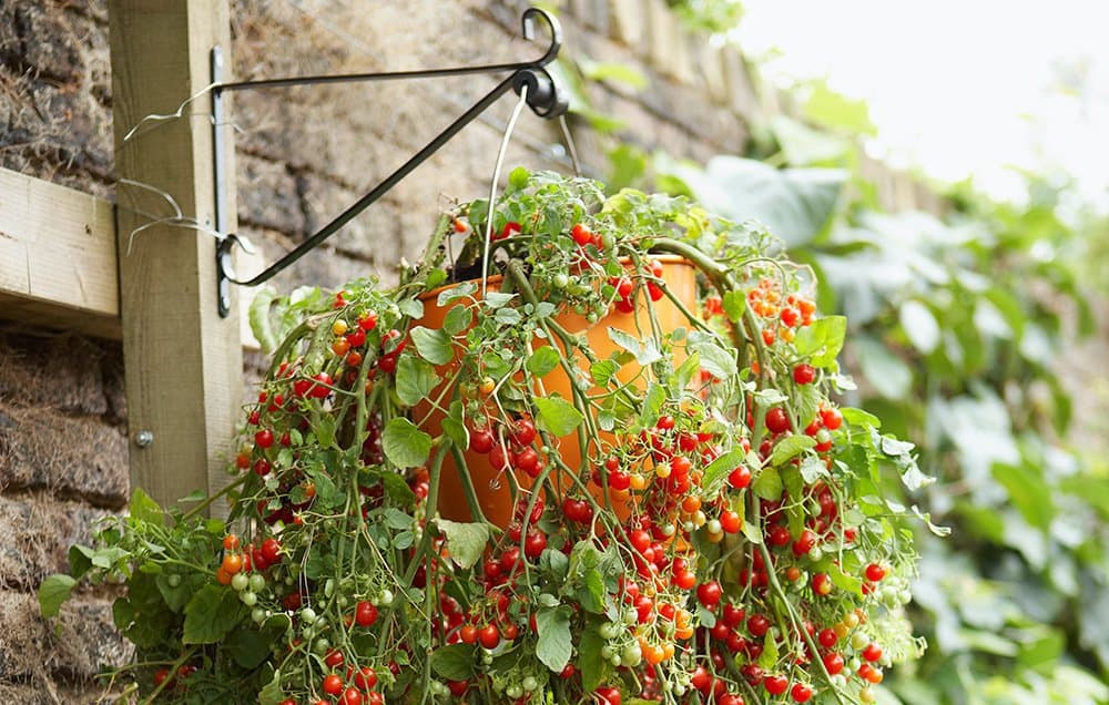 Hanging Garden Baskets: NAILED IT!