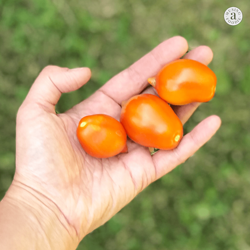 Make and store homemade tomato sauce a different, simpler and quicker way with your Instant Pot!